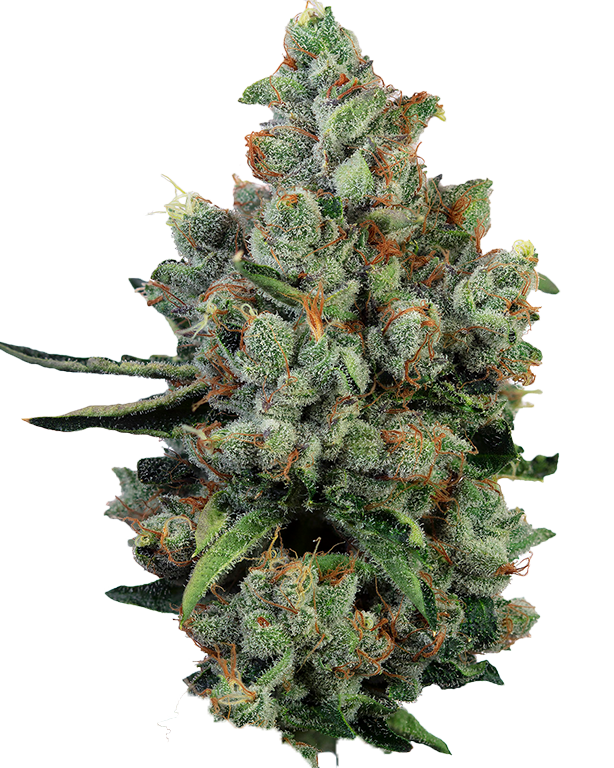 Steel City Green Our Strains